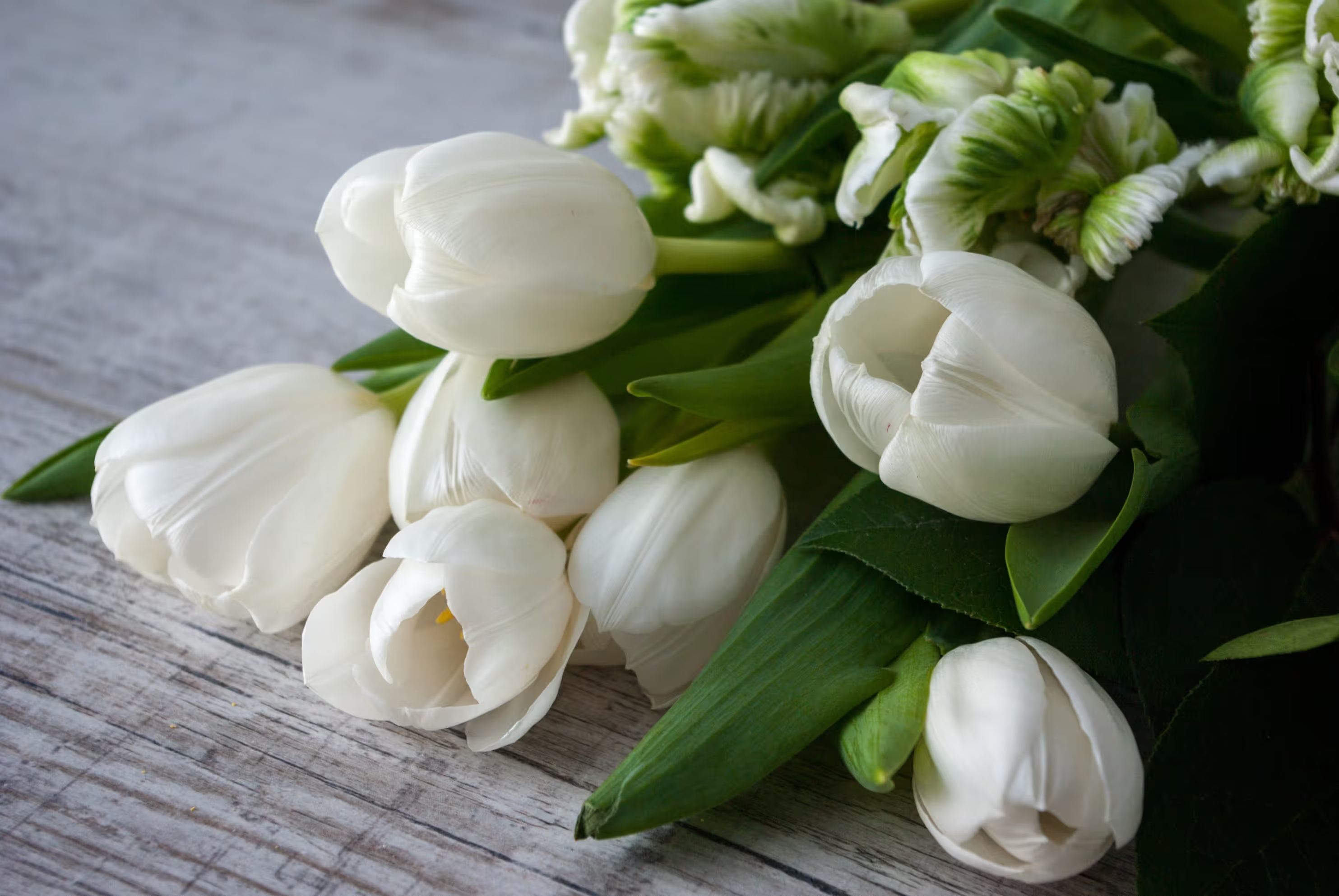 White tulips